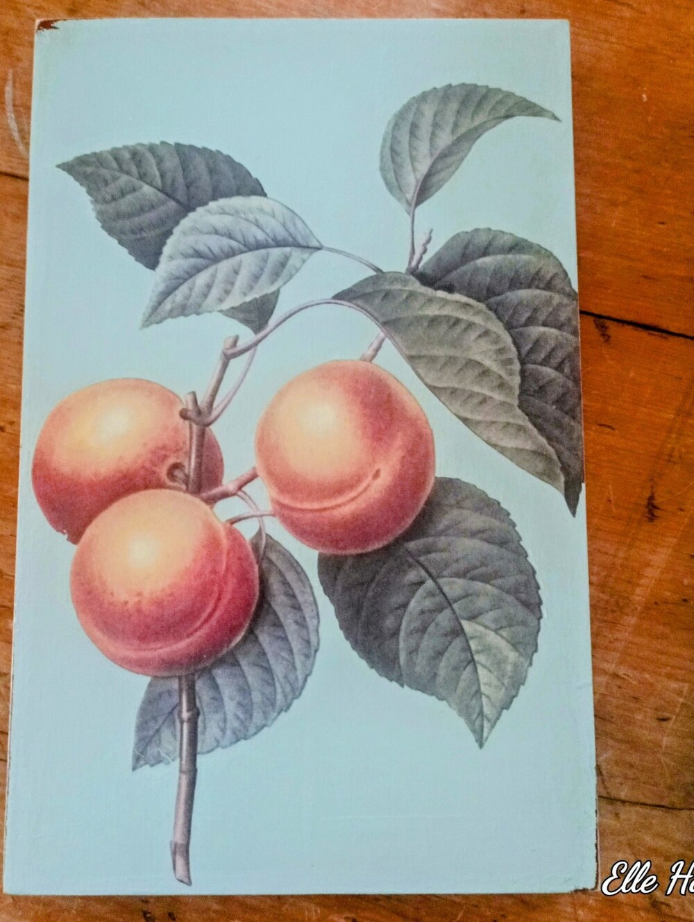 Botanical Fruit Wall Art Print in Aqua with Peach Illustration